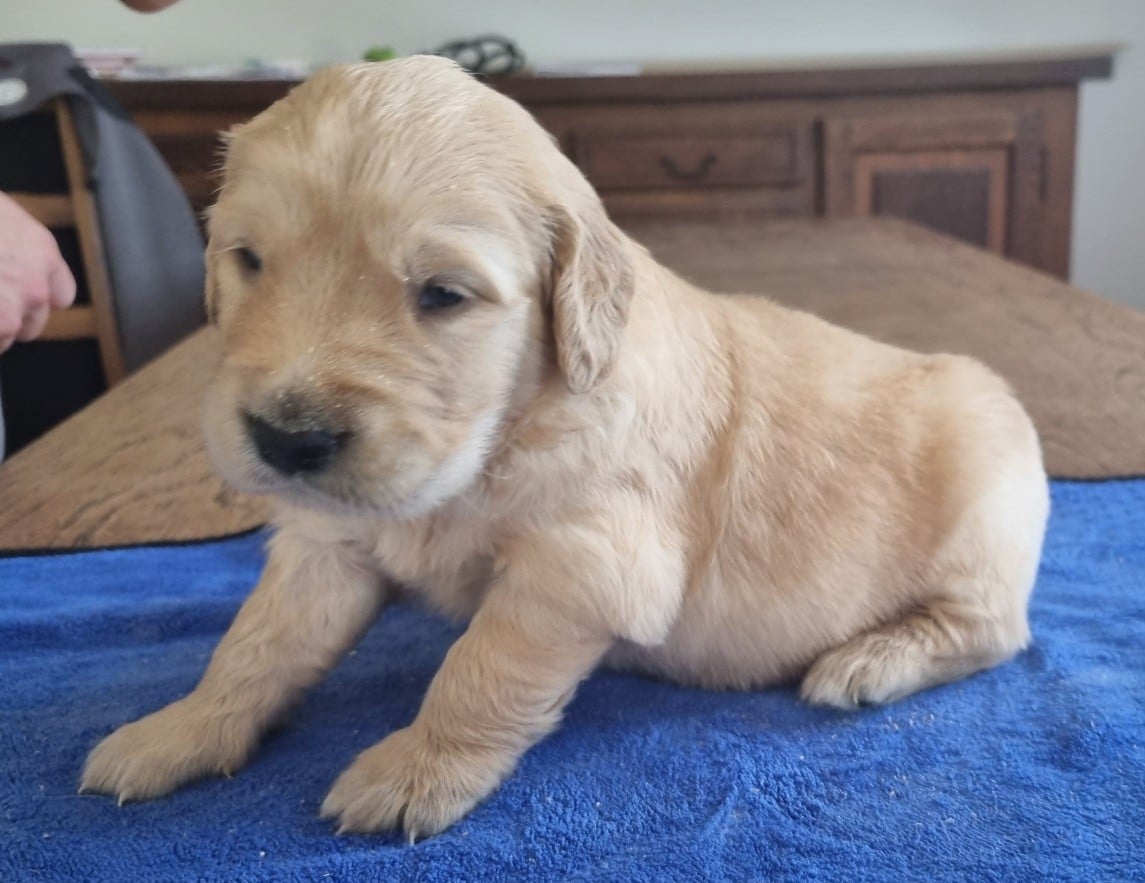 Chiot N°2