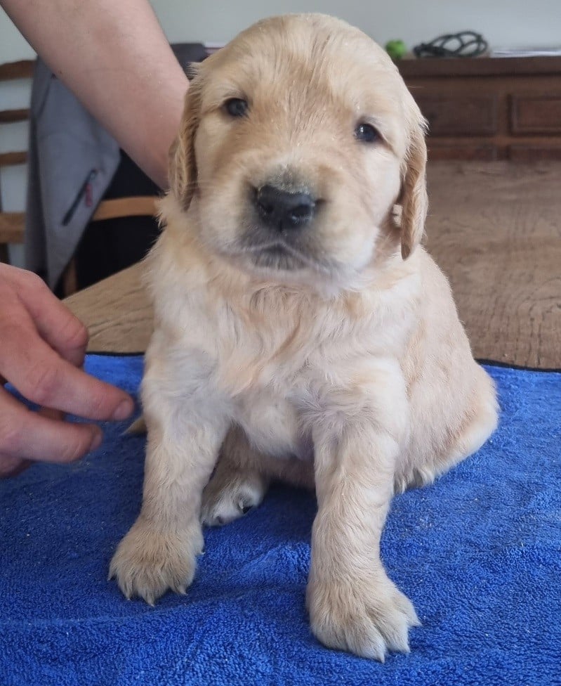 Chiot N°2