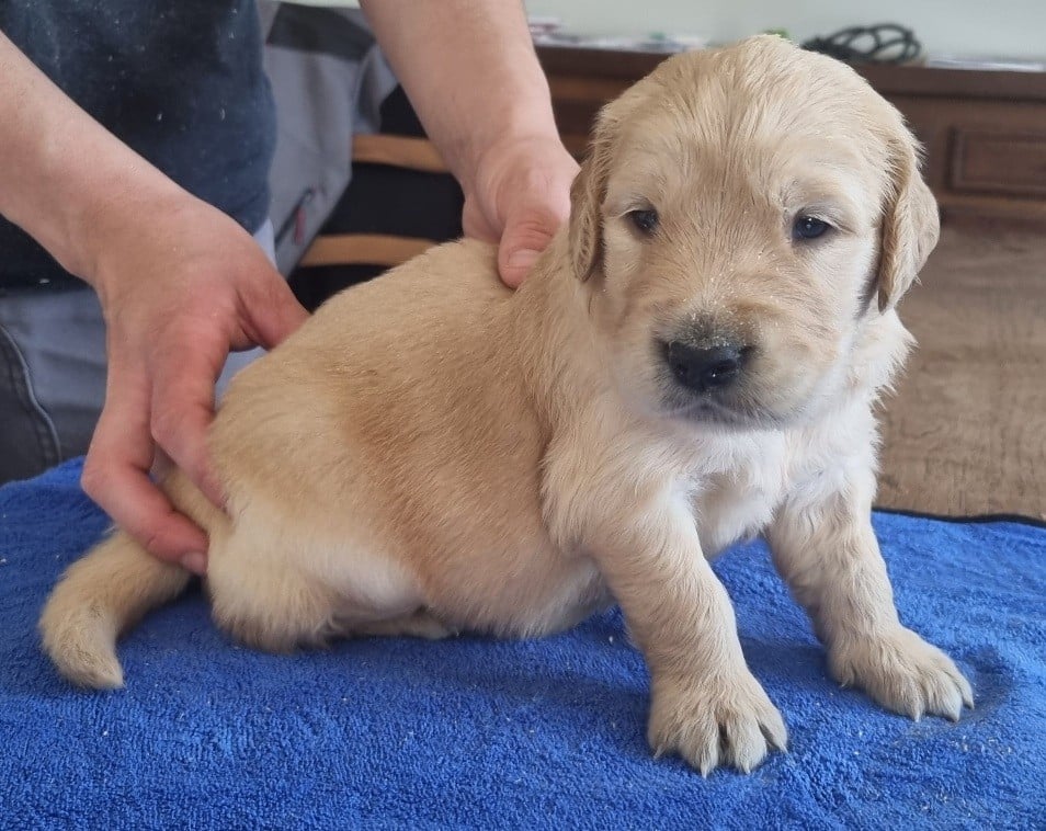 Chiot N°2