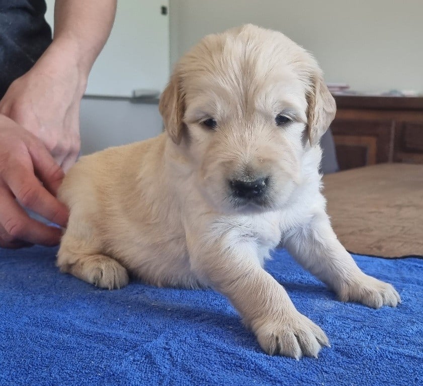 Golden Retriever - des hirondelles du voyage