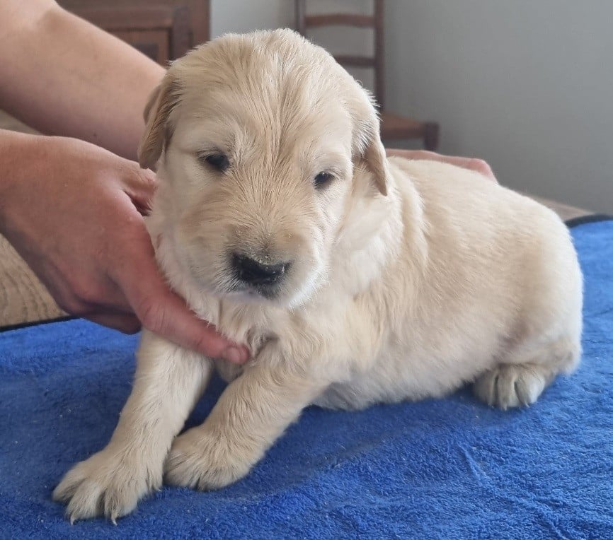 Chiot N°3