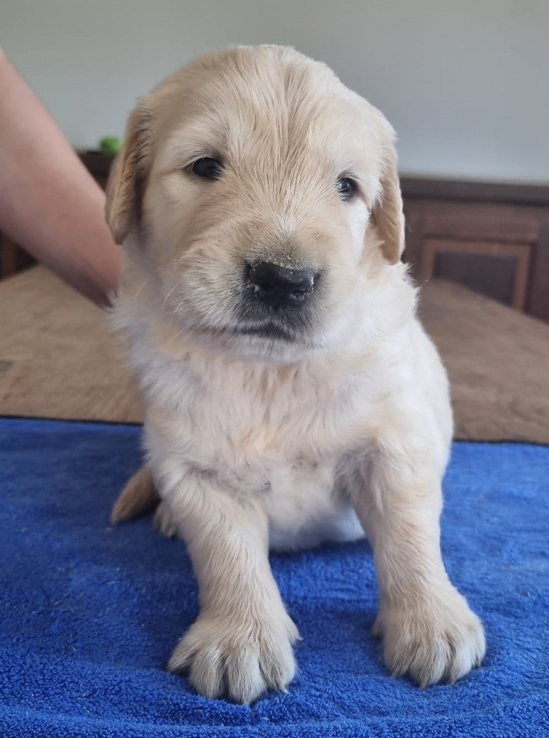 Chiot N°3