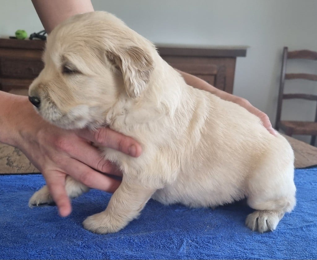 Chiot N°3