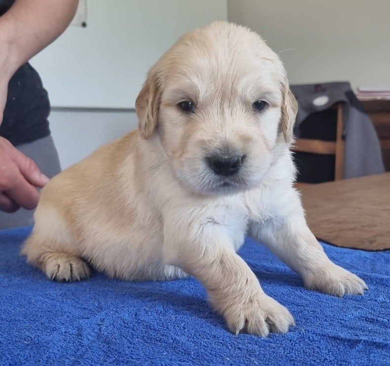 Chiot N°4