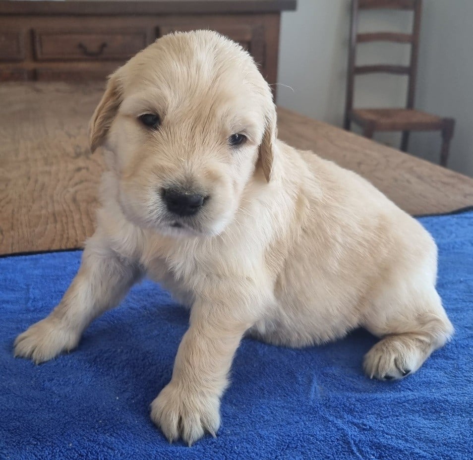 Chiot N°4