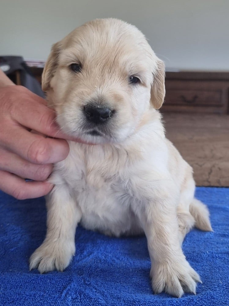 Chiot N°4