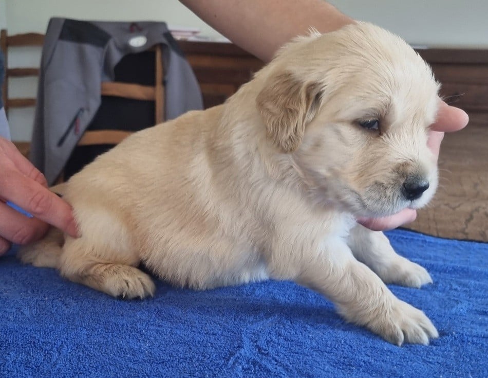 Chiot N°4