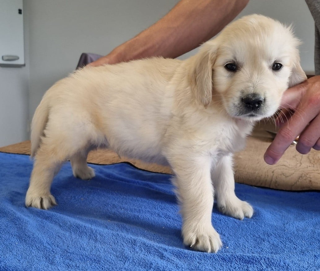 Golden Retriever - des hirondelles du voyage