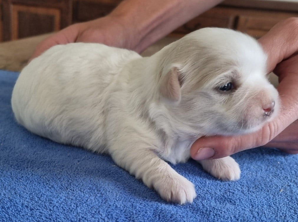 Coton de Tulear - des hirondelles du voyage