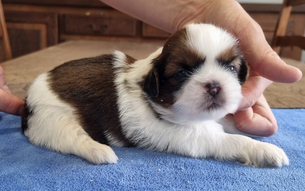 Shih Tzu - des hirondelles du voyage