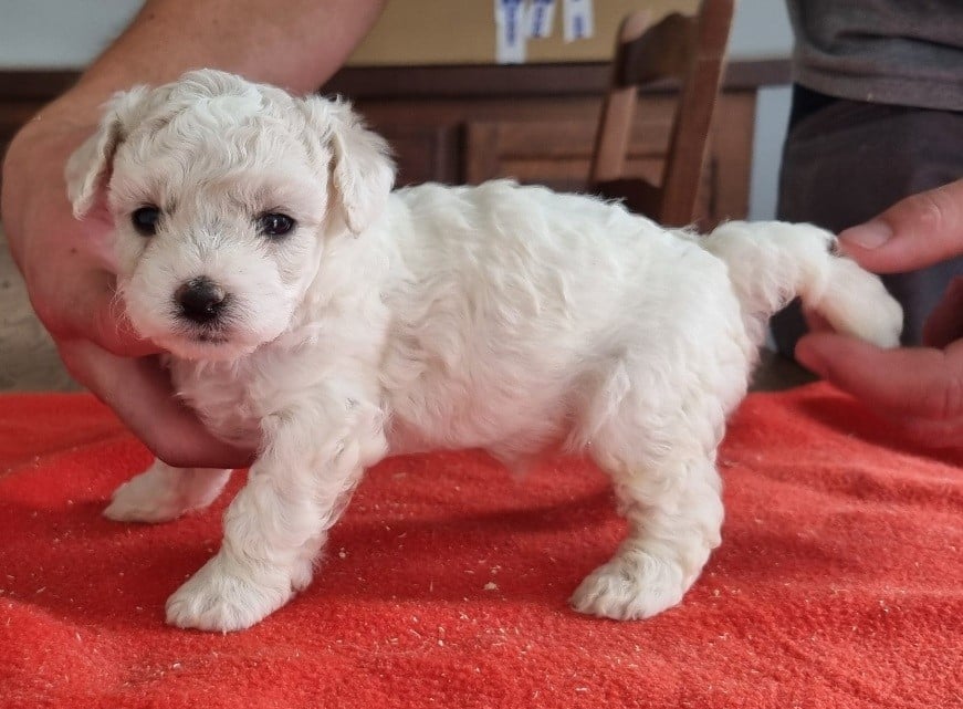 Bichon Frise - des hirondelles du voyage