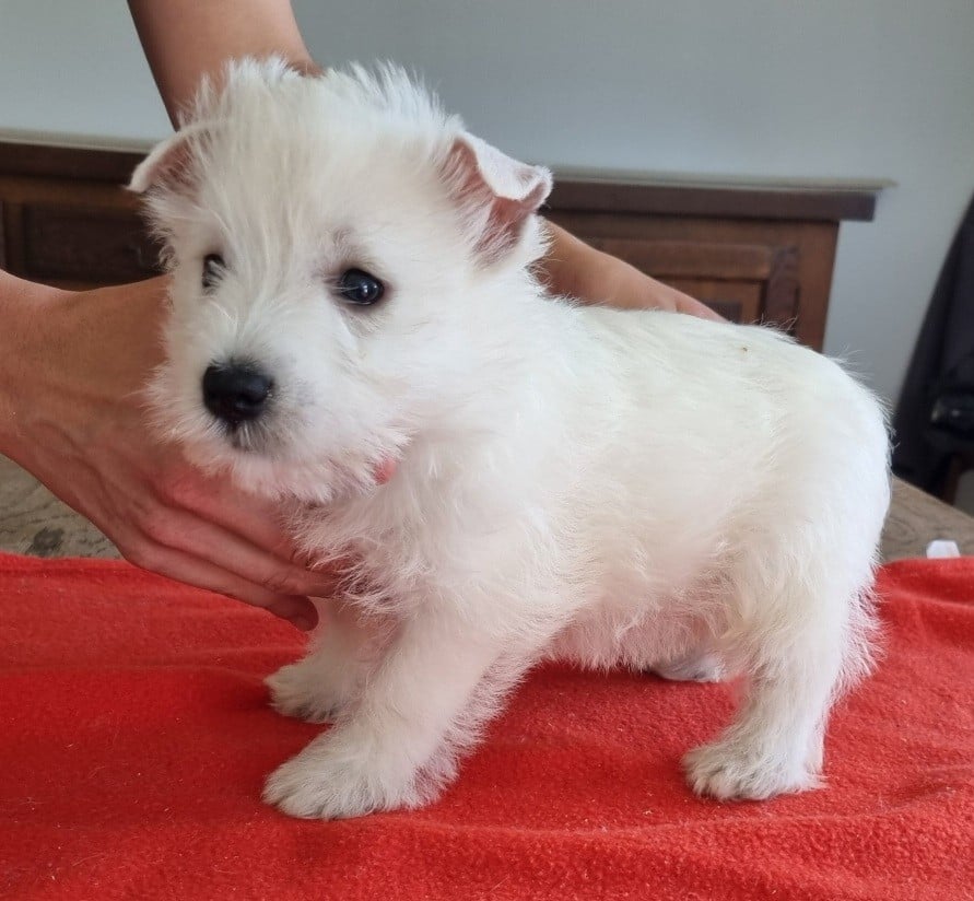 West Highland White Terrier - des hirondelles du voyage