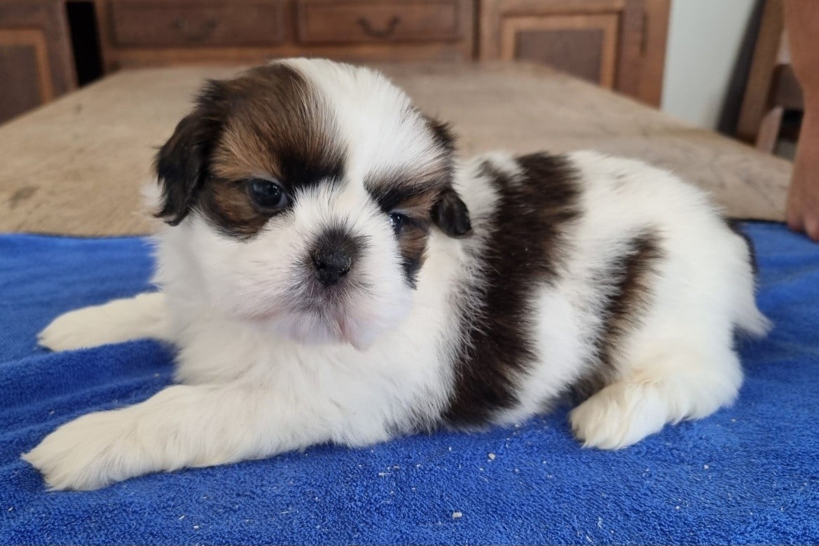 Shih Tzu - des hirondelles du voyage