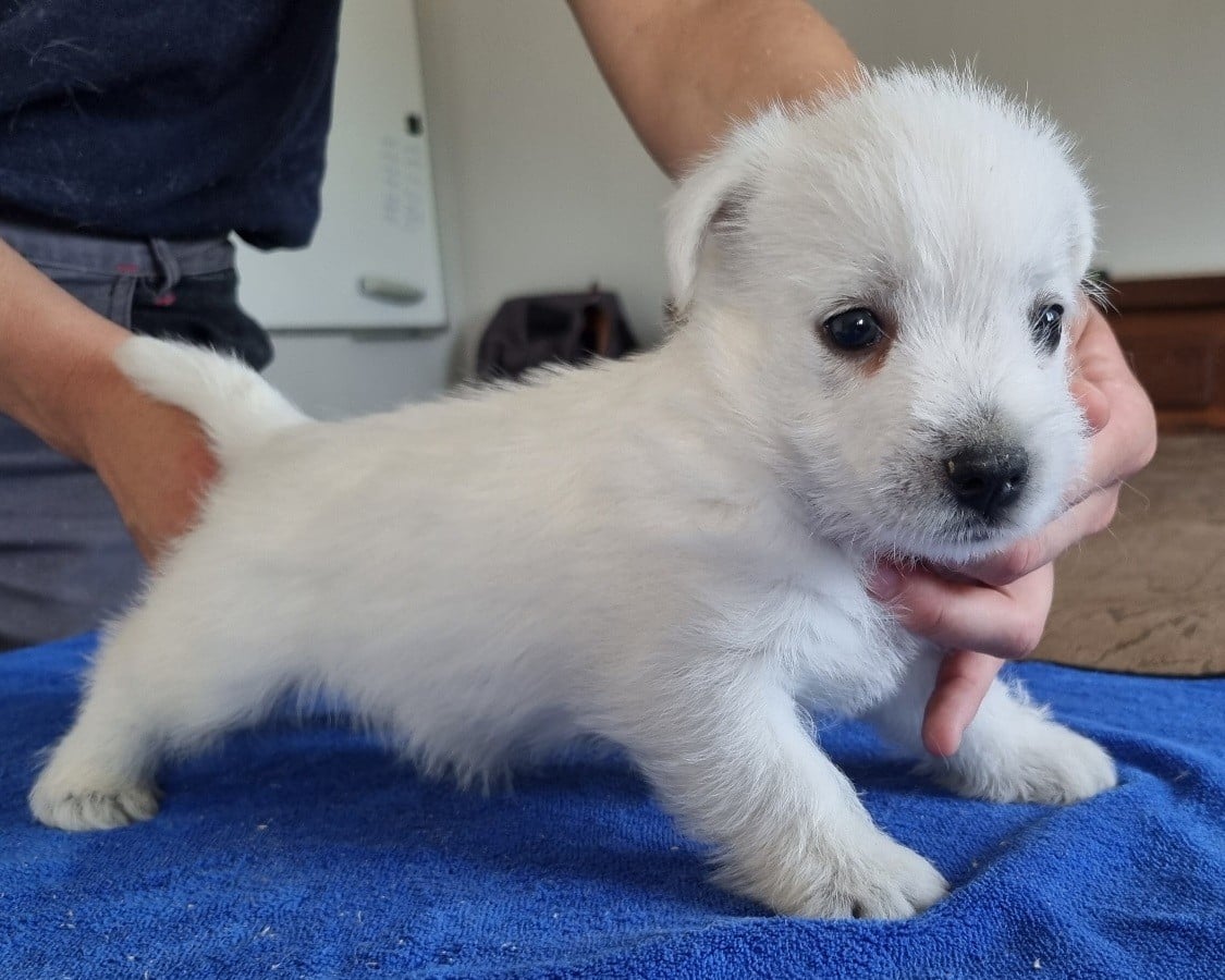 West Highland White Terrier - des hirondelles du voyage