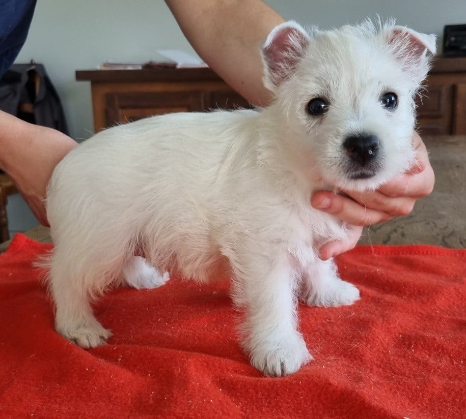 West Highland White Terrier - des hirondelles du voyage