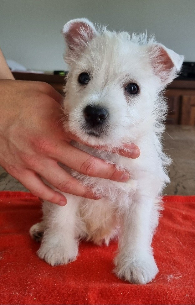 Chiot N°2 004