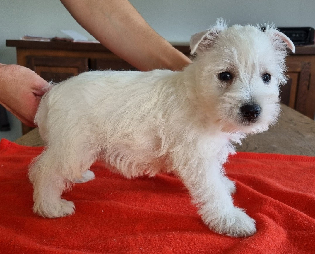Chiot N°3 008