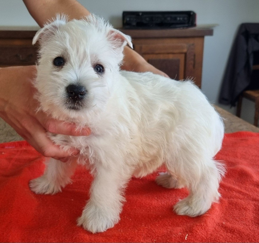 Chiot N°3 008