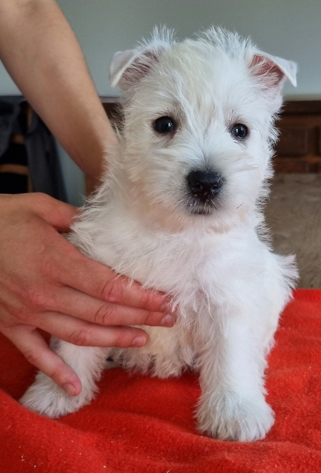 Chiot N°3 008