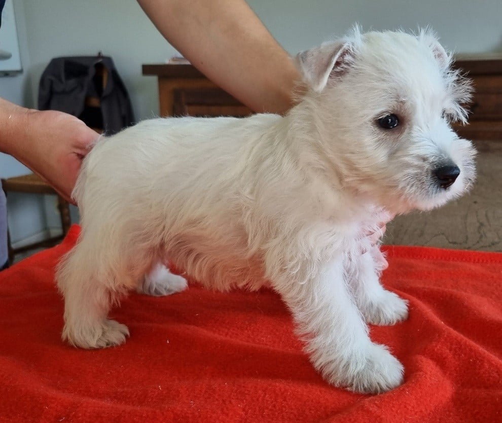 Chiot N°3 008