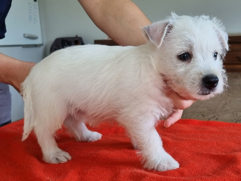 Chiot N°4 663