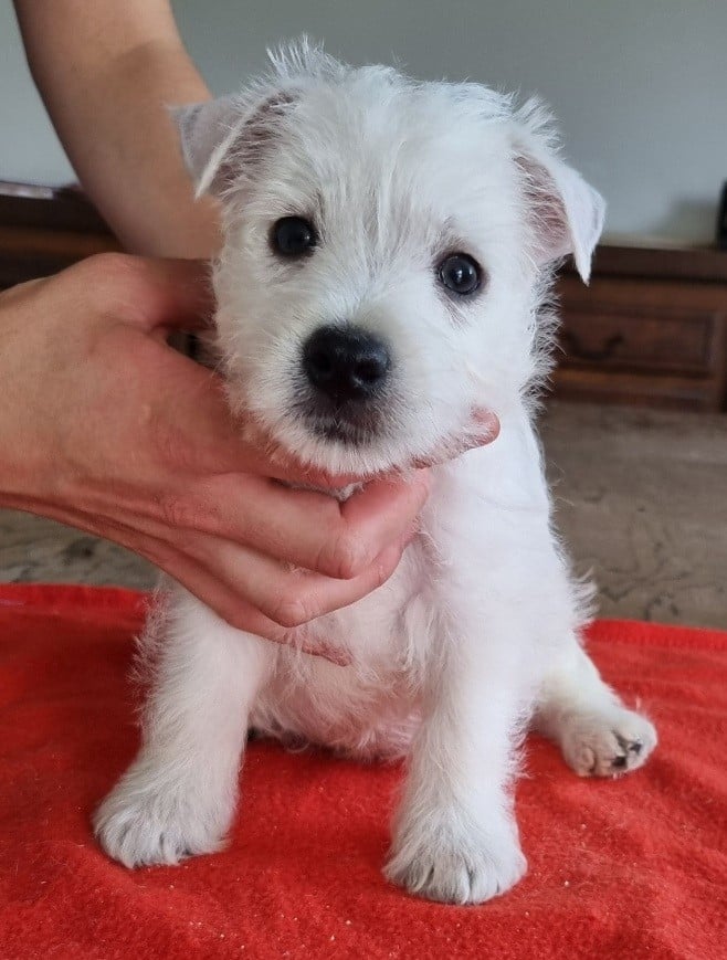 Chiot N°4 663