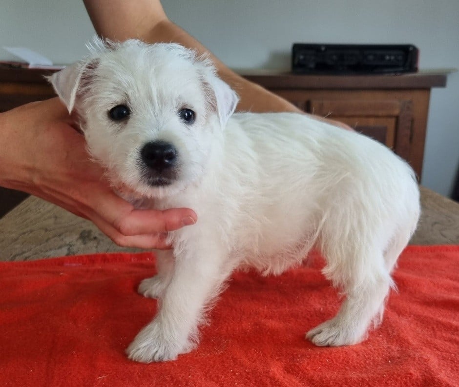 Chiot N°4 663