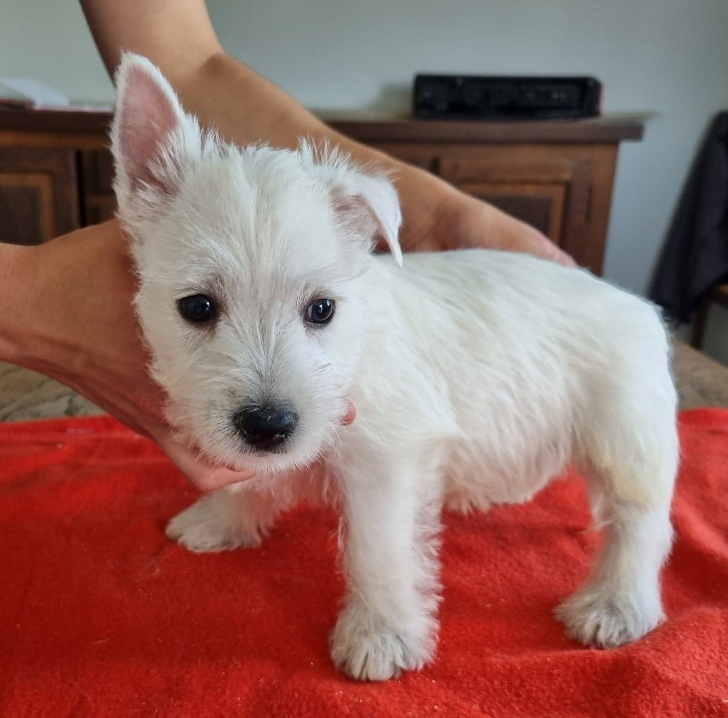 Chiot N°5 681