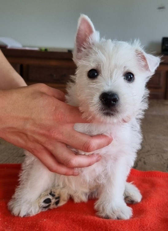 Chiot N°5 681
