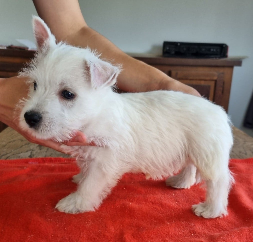 Chiot N°5 681