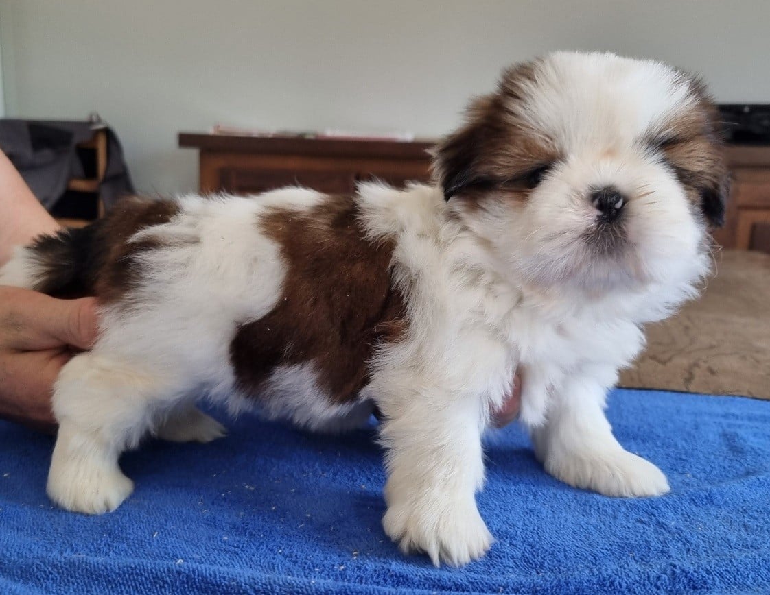 Shih Tzu - des hirondelles du voyage