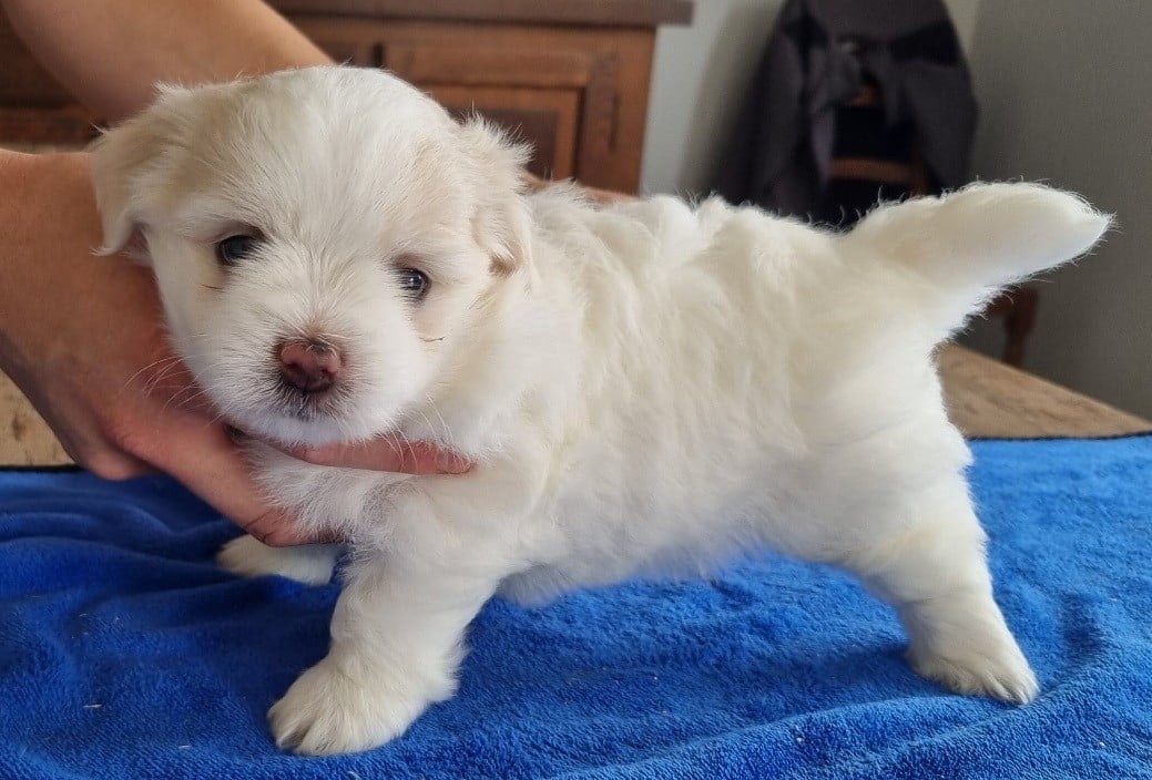 Coton de Tulear - des hirondelles du voyage