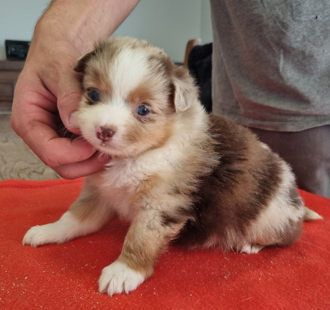 Chiot N°3