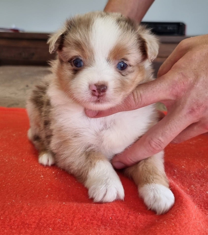 Chiot N°3