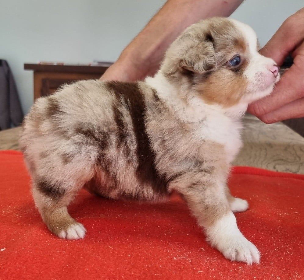 Chiot N°3