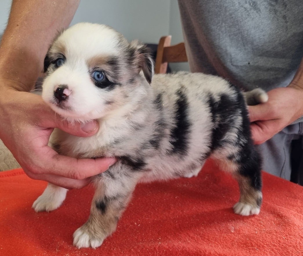 Chiot N°6
