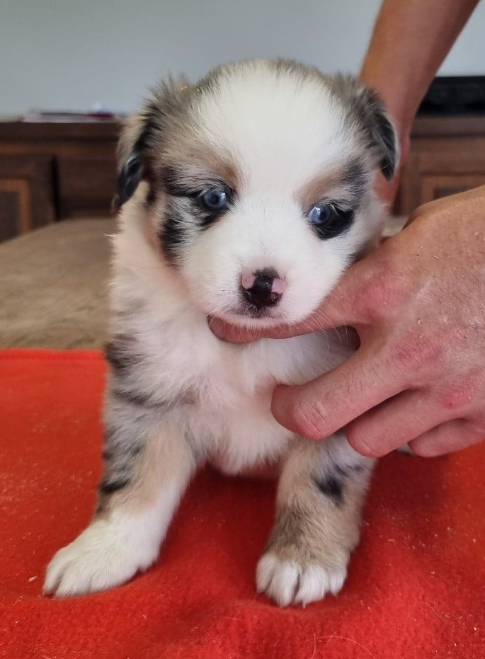 Chiot N°6