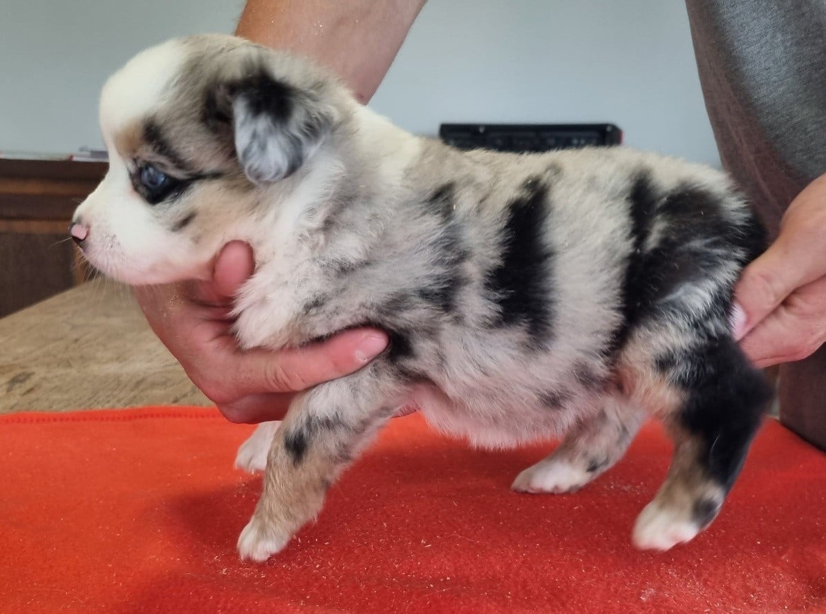 Chiot N°6