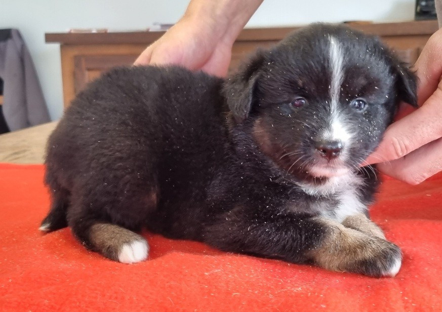 Chiot N°4