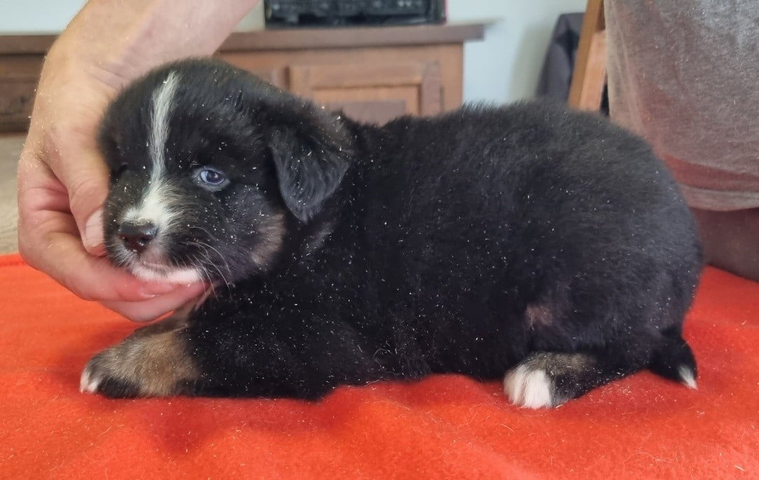 Chiot N°4