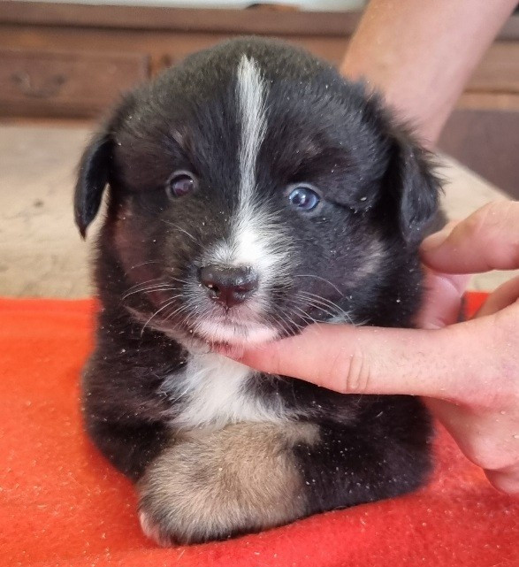 Chiot N°4
