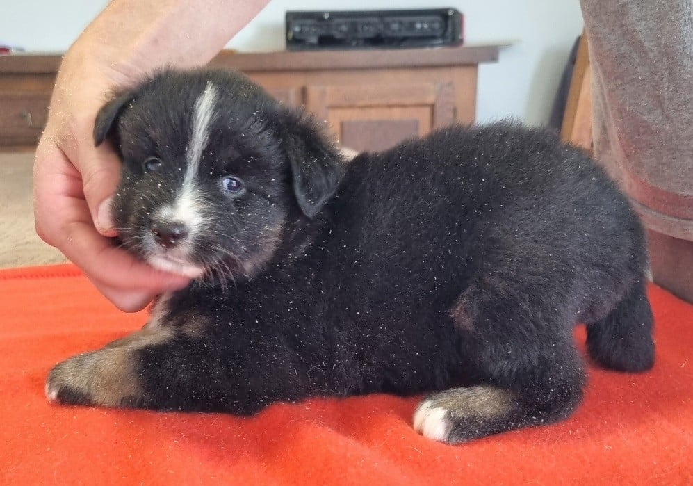 Chiot N°4