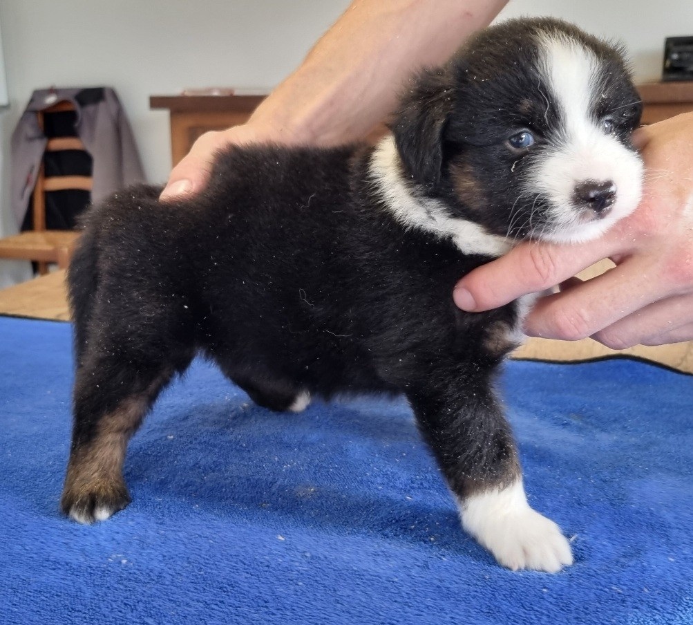 Chiot N°1