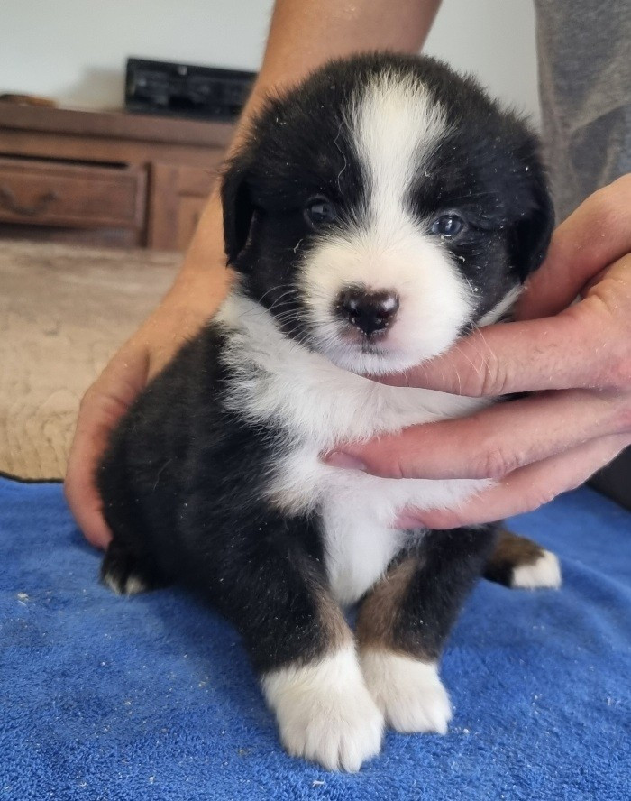 Chiot N°1