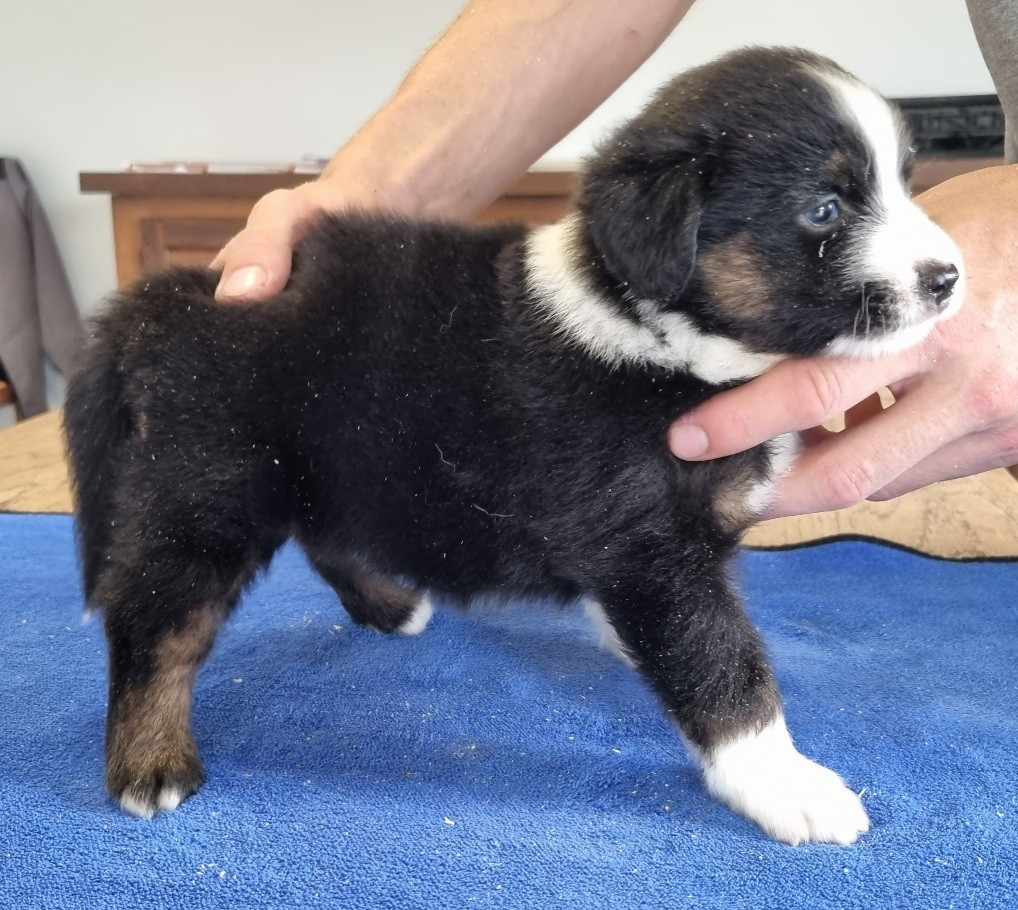 Chiot N°1