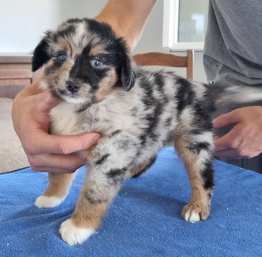 Chiot N°2