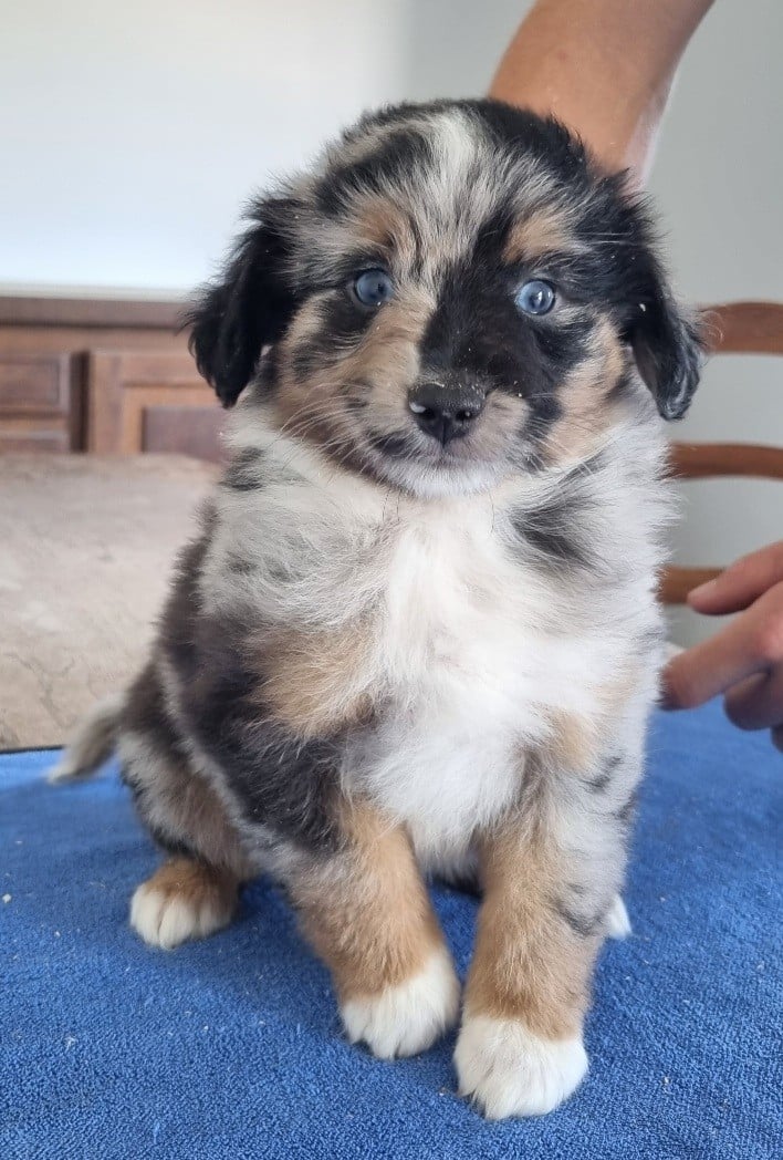 Chiot N°2