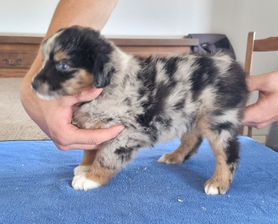 Chiot N°2