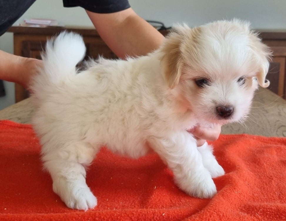 Chiot N°2