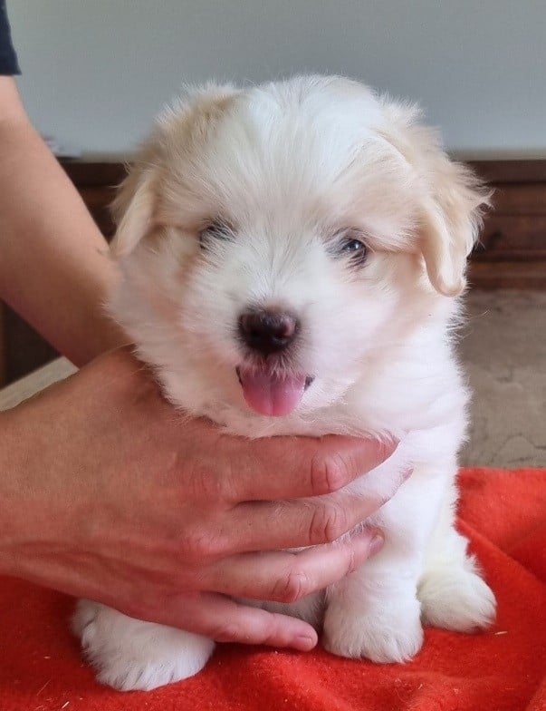 Chiot N°2